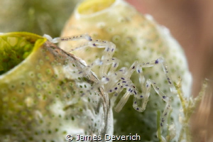 Spider Crab by James Deverich 